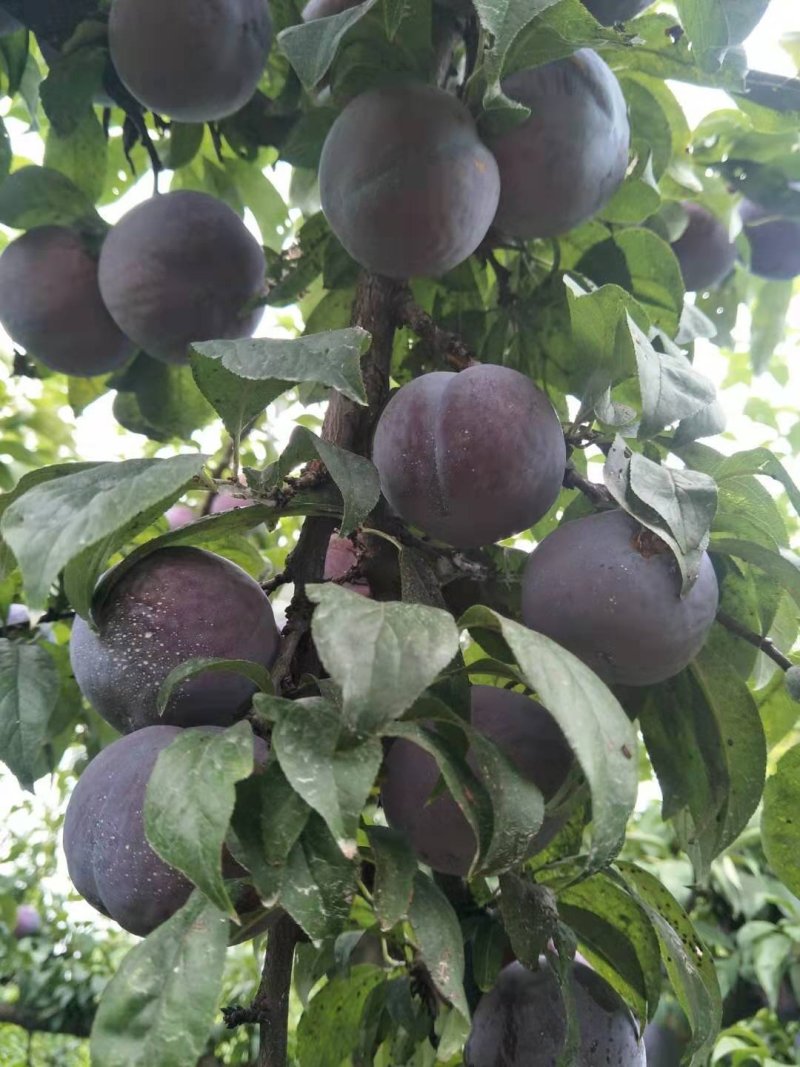 黑布林李子