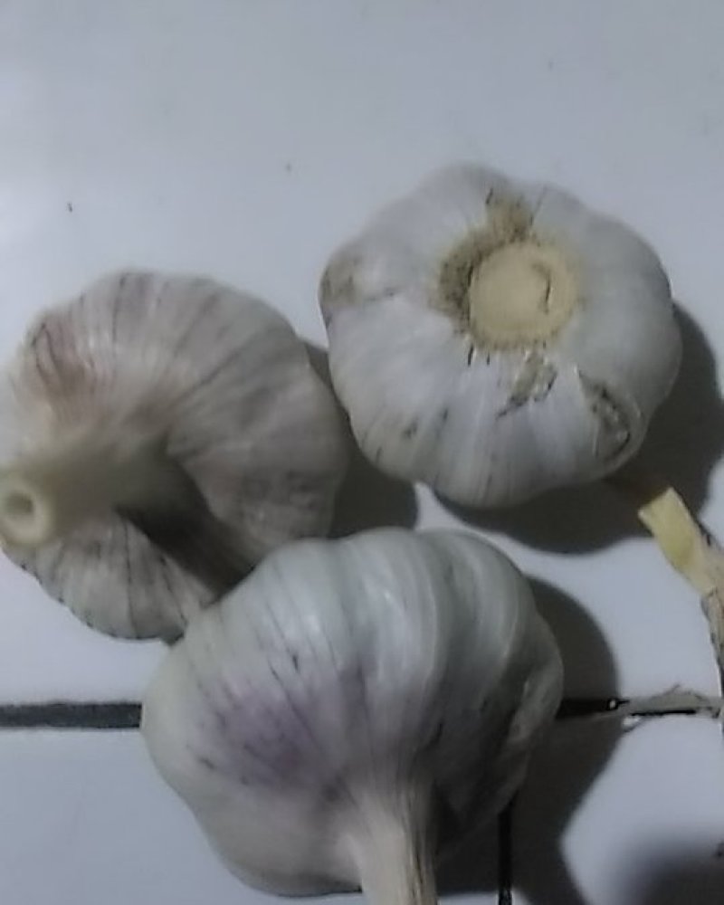 出售金乡大蒜