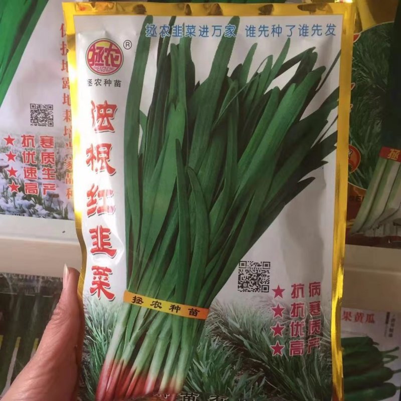 韭菜种子