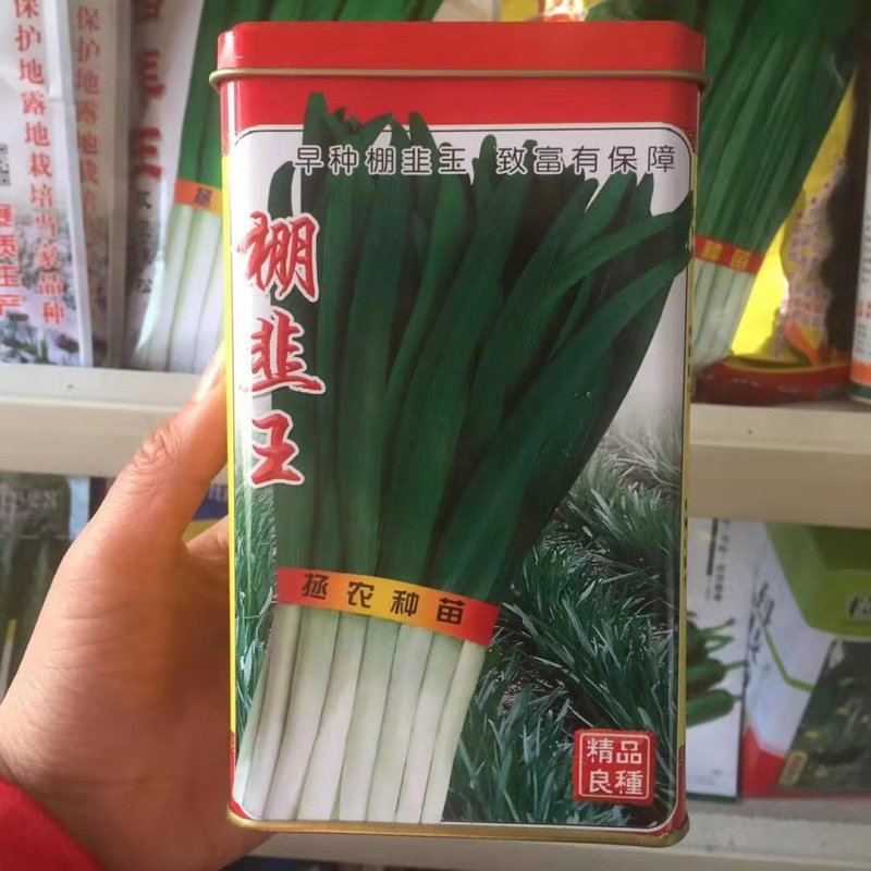 韭菜种子