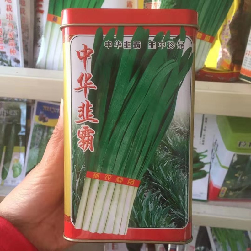 韭菜种子