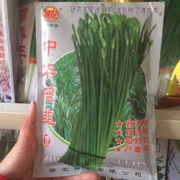 韭菜种子