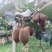 水果