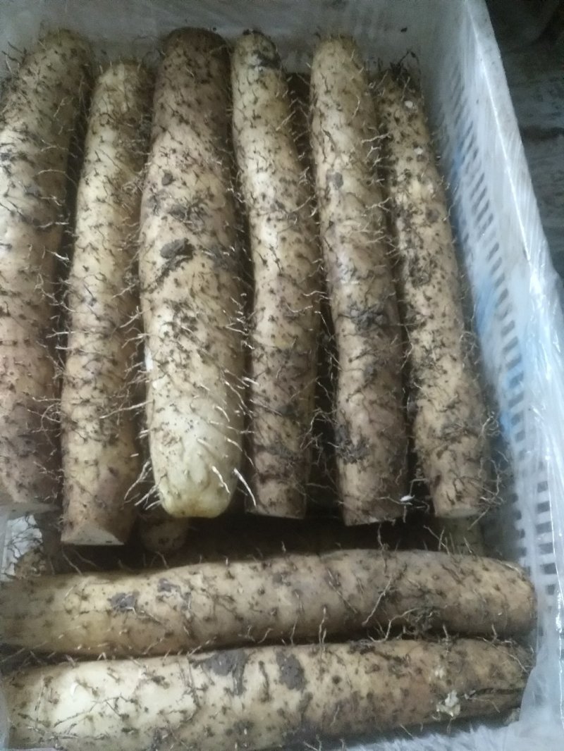 白玉山药黑土地面山药牛腿山药