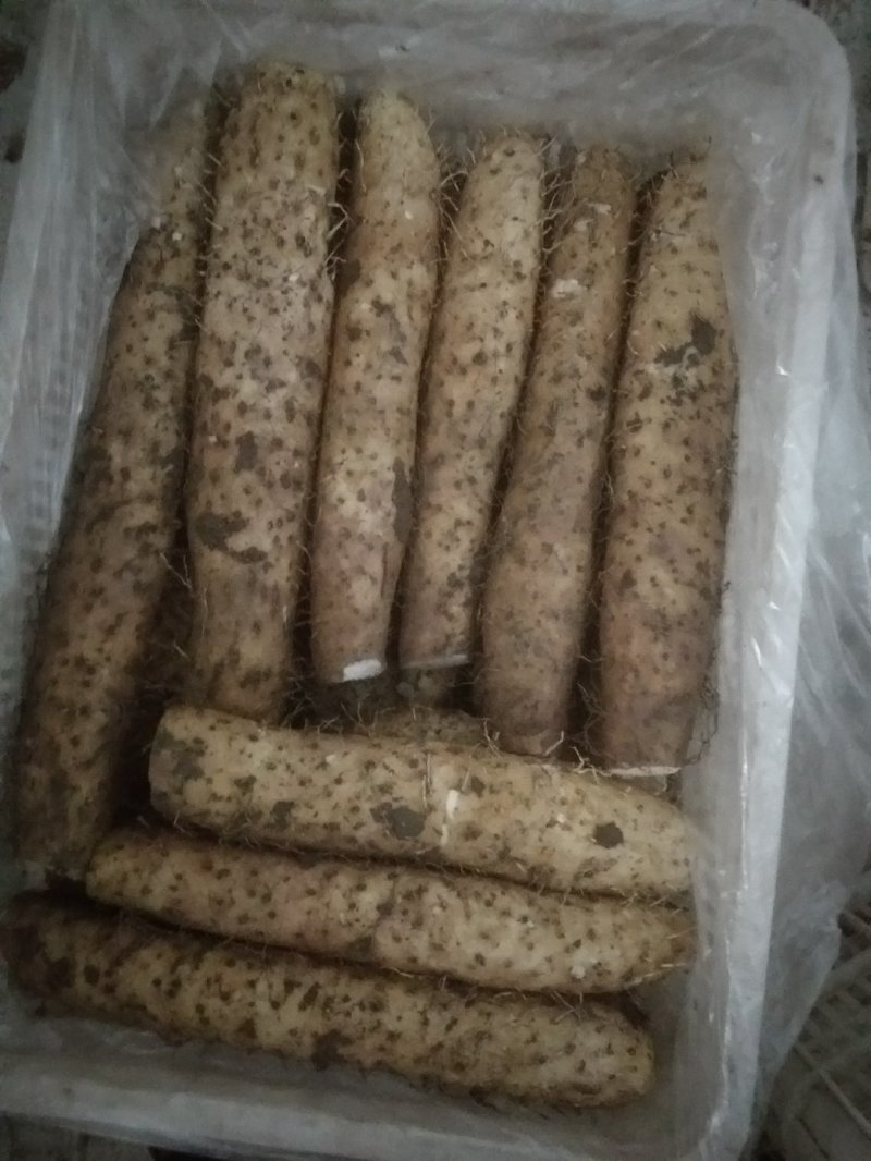 白玉山药黑土地面山药牛腿山药