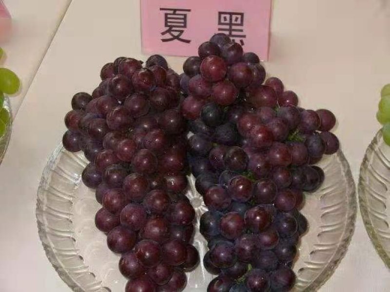 🌟套袋精品夏黑甜肉葡萄全黑无籽大量上市现货