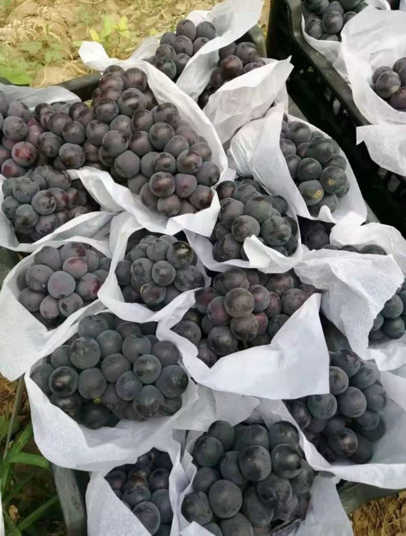 🌟套袋精品夏黑甜肉葡萄全黑无籽大量上市现货
