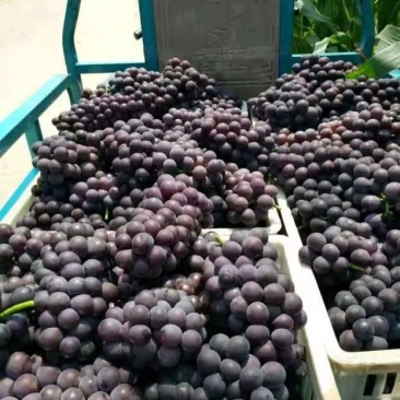 🌟套袋精品夏黑甜肉葡萄全黑无籽大量上市现货