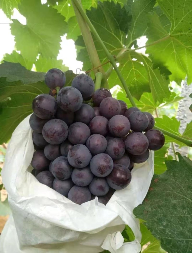 🌟套袋精品夏黑甜肉葡萄全黑无籽大量上市现货