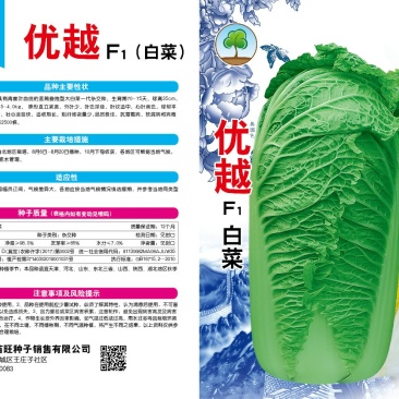 白菜种子有青麻叶血统的白菜种子
