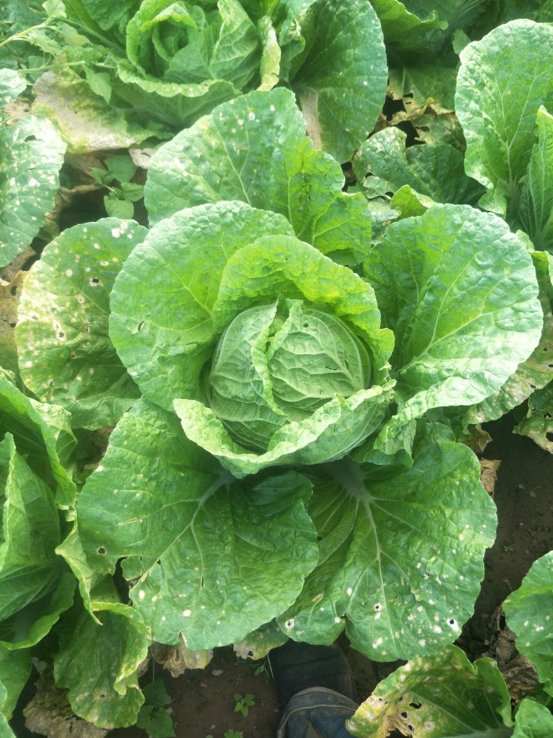 蔚县草沟堡乡大白菜～基地直供量大从优全国发货