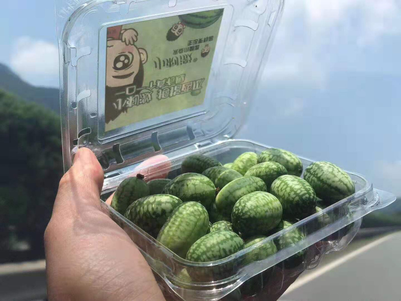 拇指西瓜