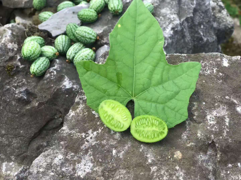 拇指西瓜