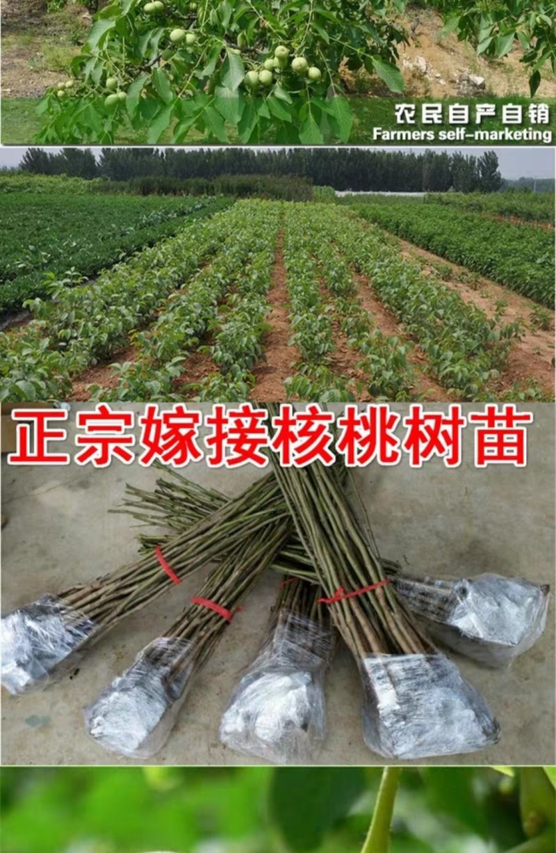 核桃苗包品种包成活包结果假一赔十