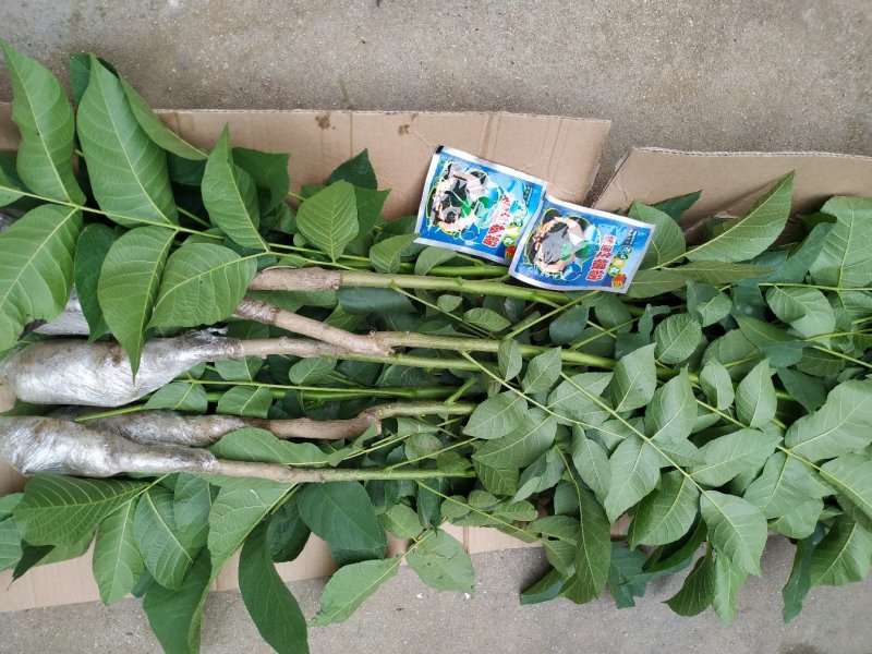 核桃苗包品种包成活包结果假一赔十