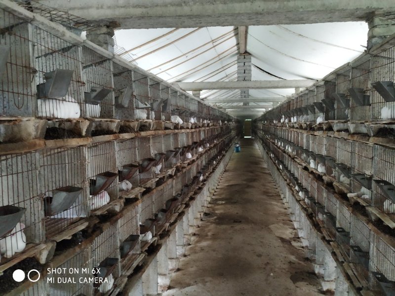 转让11亩獭兔养殖厂