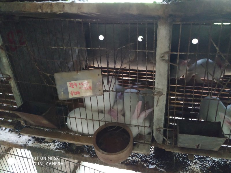 转让11亩獭兔养殖厂