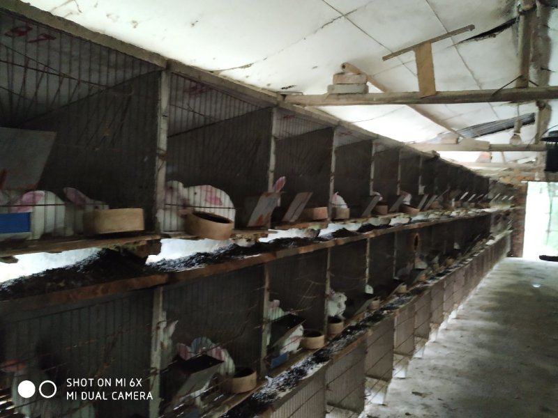 转让11亩獭兔养殖厂