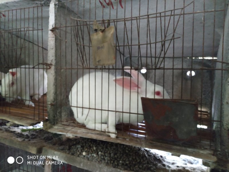 转让11亩獭兔养殖厂