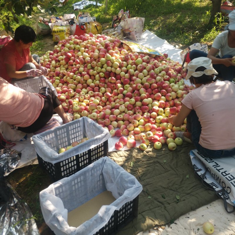 纸加膜红富士苹果等产地直供，品质把控，长期供货，合作共赢
