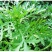 光杆小叶茼蒿种子香味浓口感好高产抗病适应性广