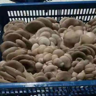 黑平菇