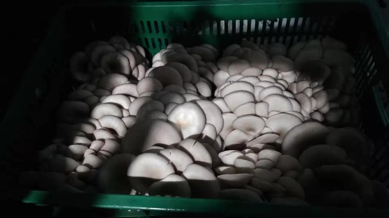 黑平菇