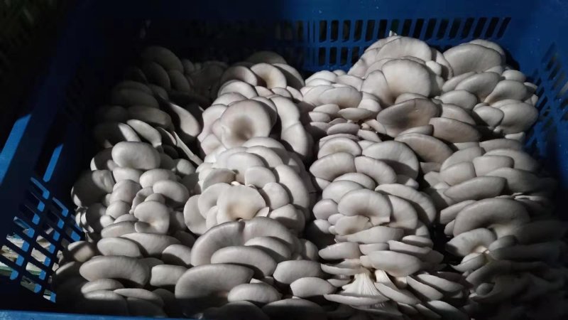 黑平菇