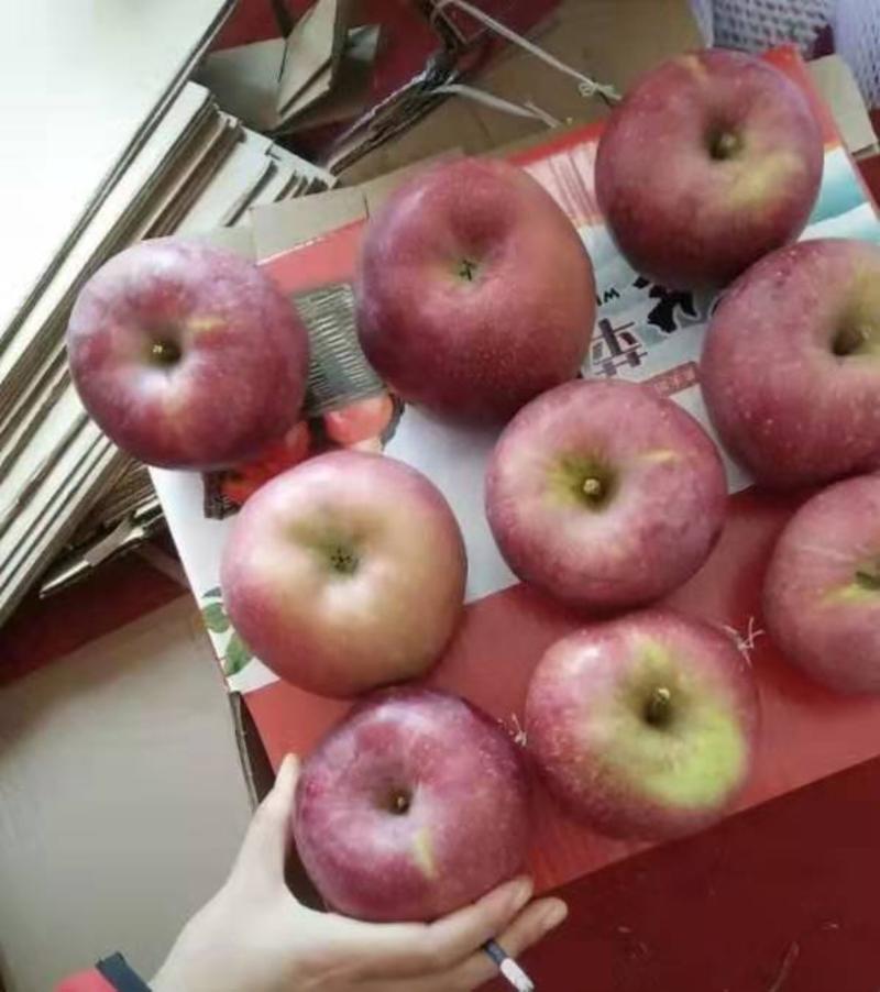 云南昭通2001苹果，他是早熟苹果肉质细脆