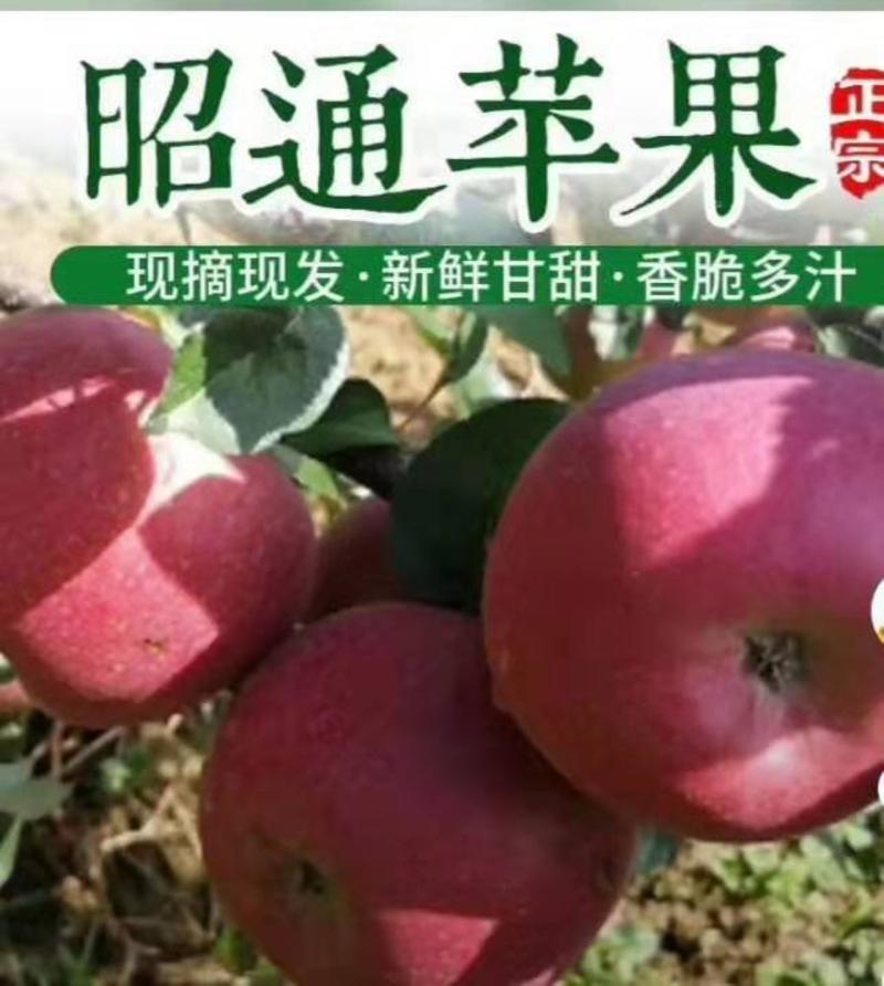 云南昭通2001苹果，他是早熟苹果肉质细脆