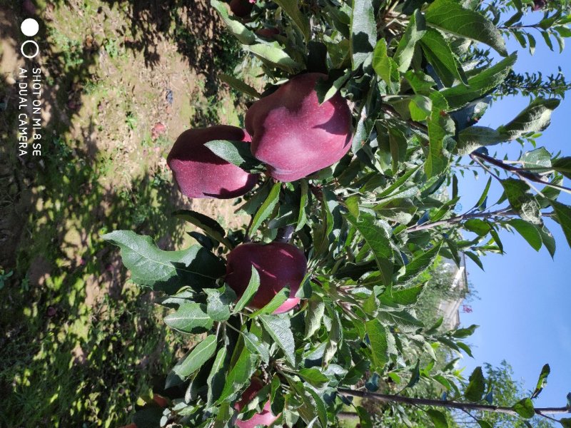 甘肃天水花牛苹果，山区货，纯黑！资源稳定，常年代收