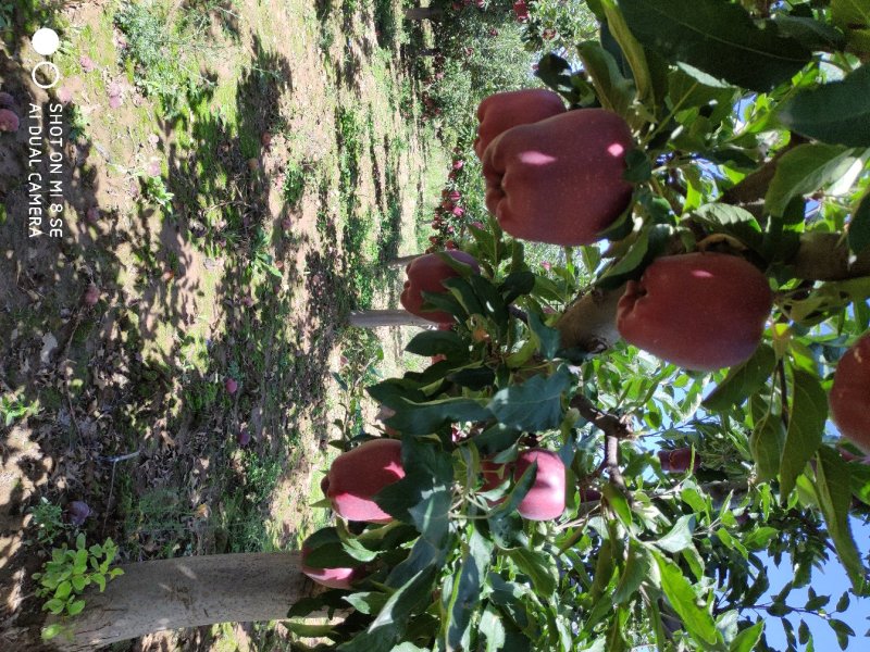 甘肃天水花牛苹果，山区货，纯黑！资源稳定，常年代收