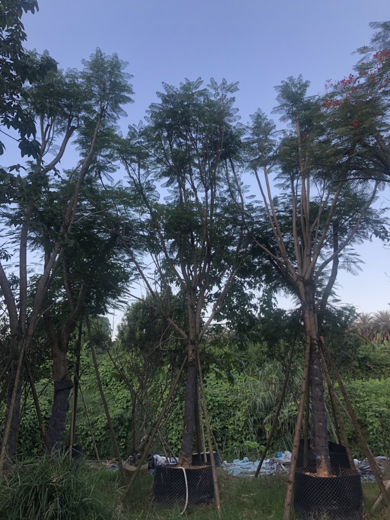 超超园艺场各种规格各种苗木灌木