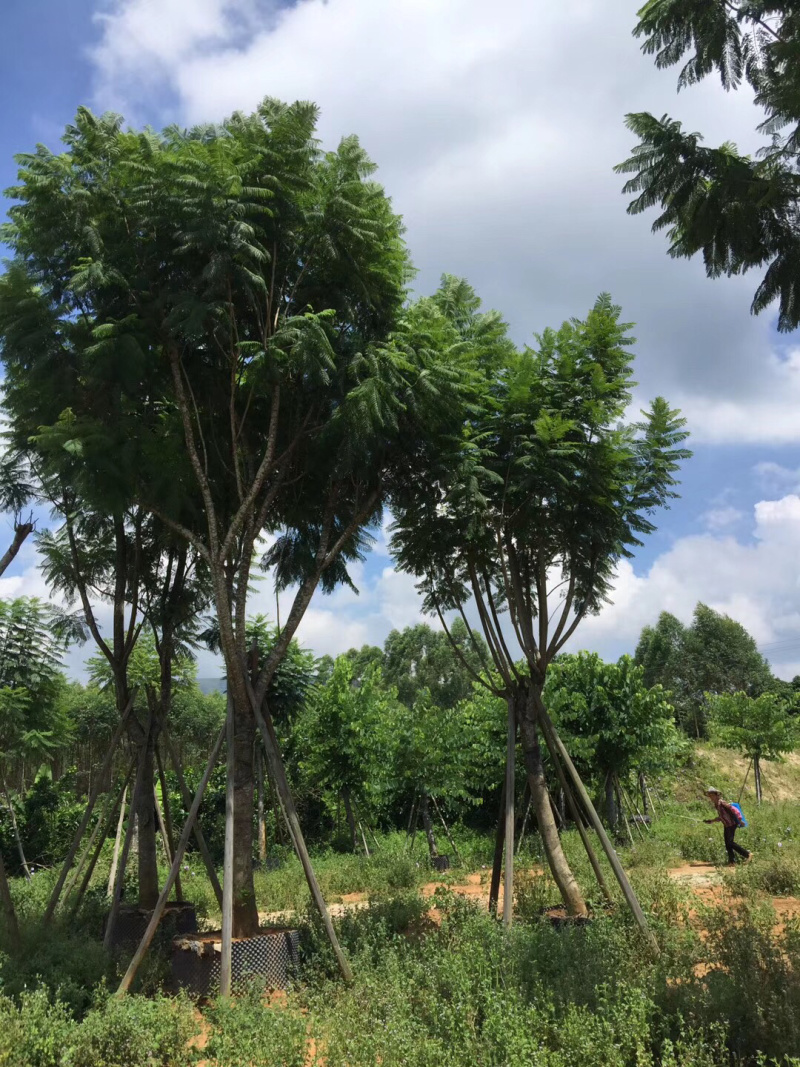 超超园艺场各种规格各种苗木灌木