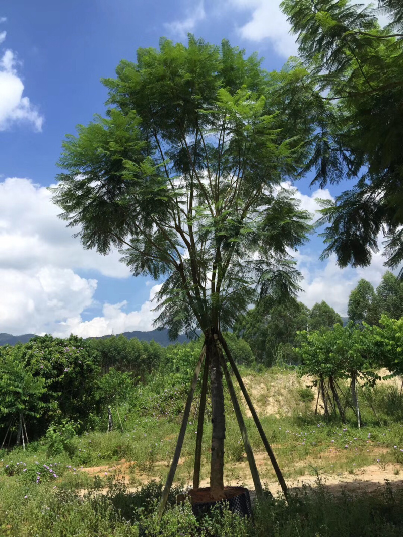 蓝花楹地苗移植骨架全冠