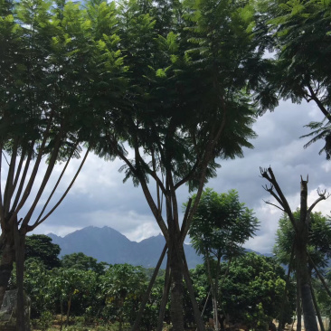 蓝花楹地苗移植骨架全冠