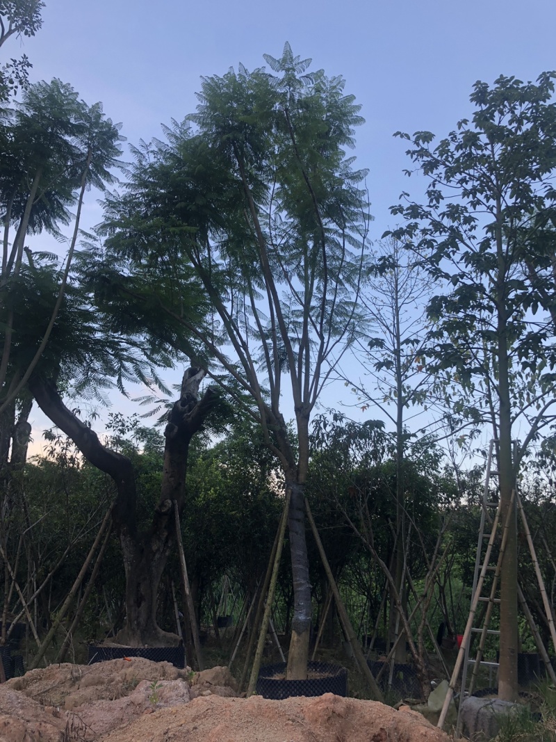 蓝花楹地苗移植骨架全冠