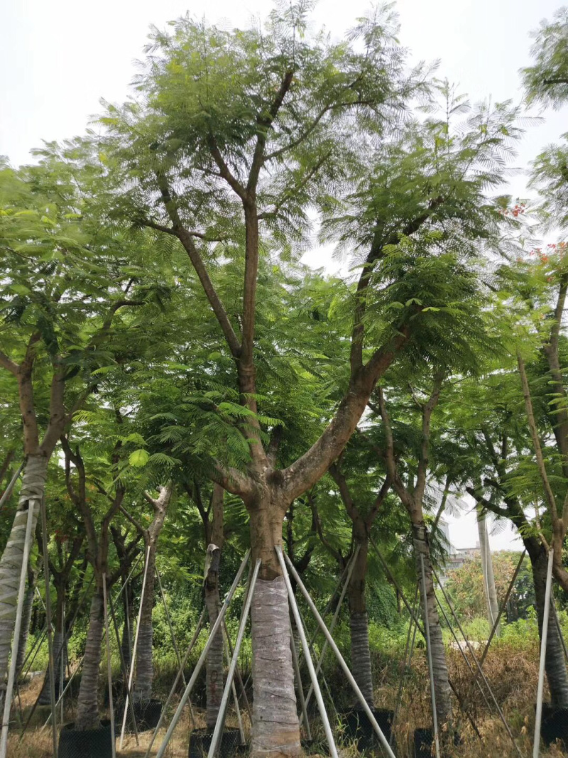 精品凤凰木地苗移植全冠骨架