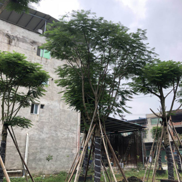 精品凤凰木地苗移植全冠骨架