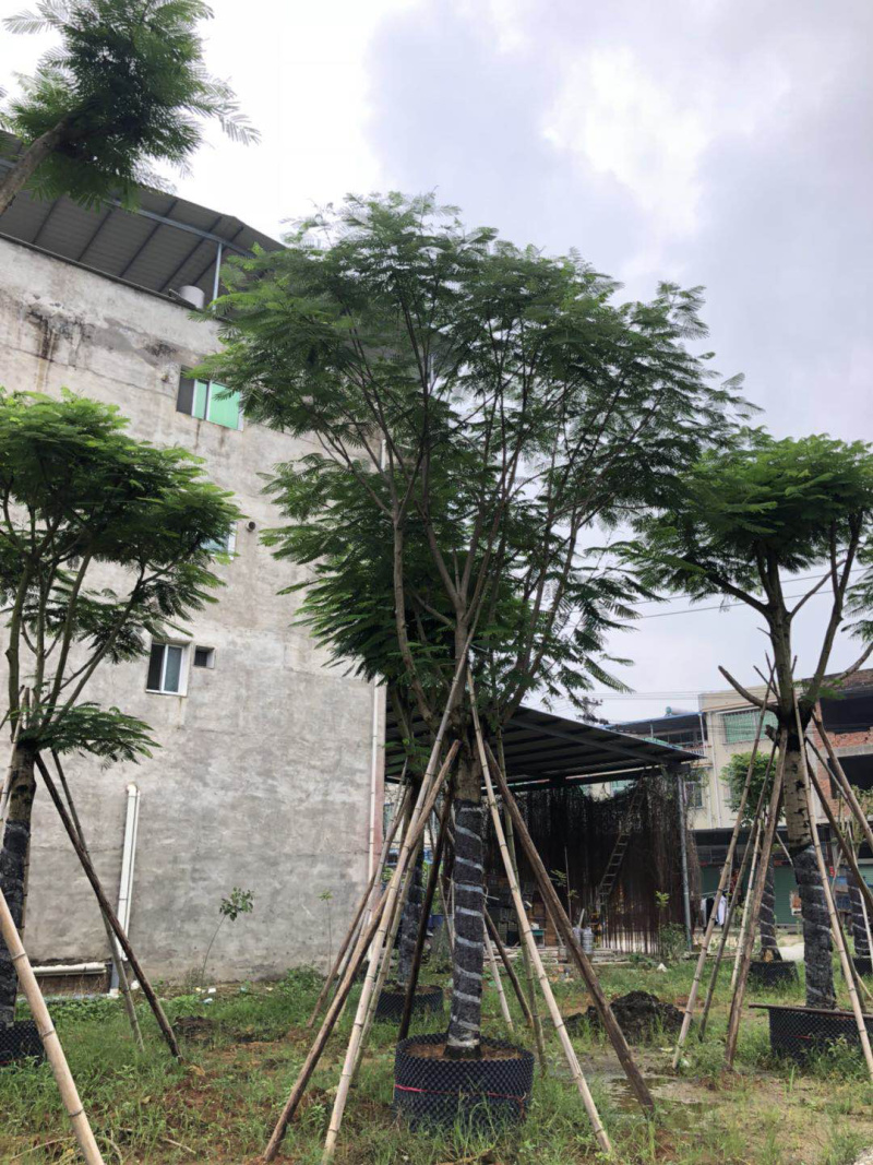 精品凤凰木地苗移植全冠骨架
