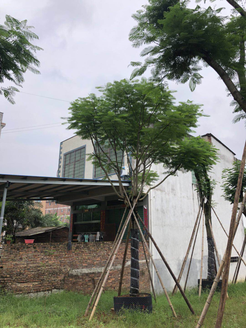 精品凤凰木地苗移植全冠骨架