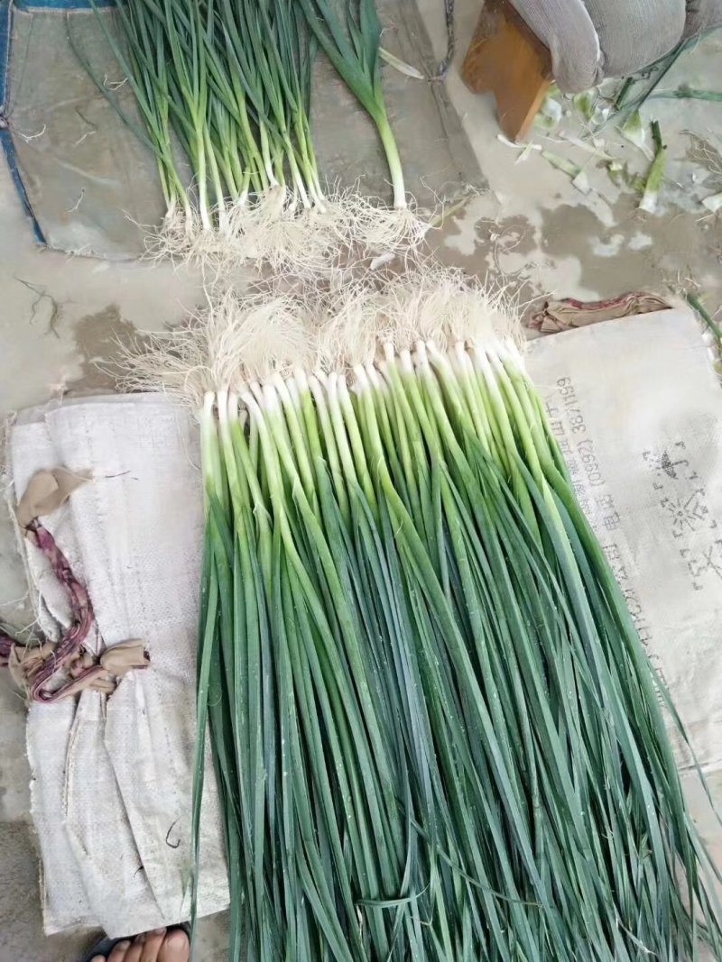 【荐】云南蒜苗大蒜苗蒜苗黑美蒜苗云南蒜苗质好价美