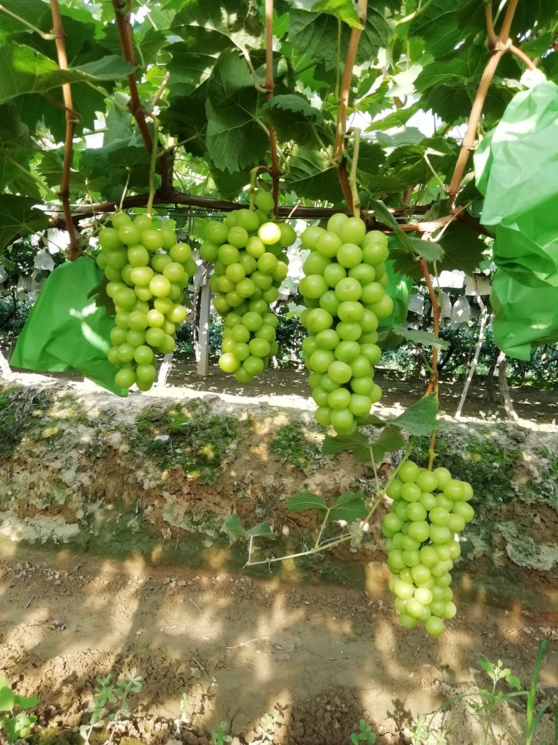 阳光玫瑰葡萄批发，阳光玫瑰葡萄价格，阳光玫瑰葡萄产地