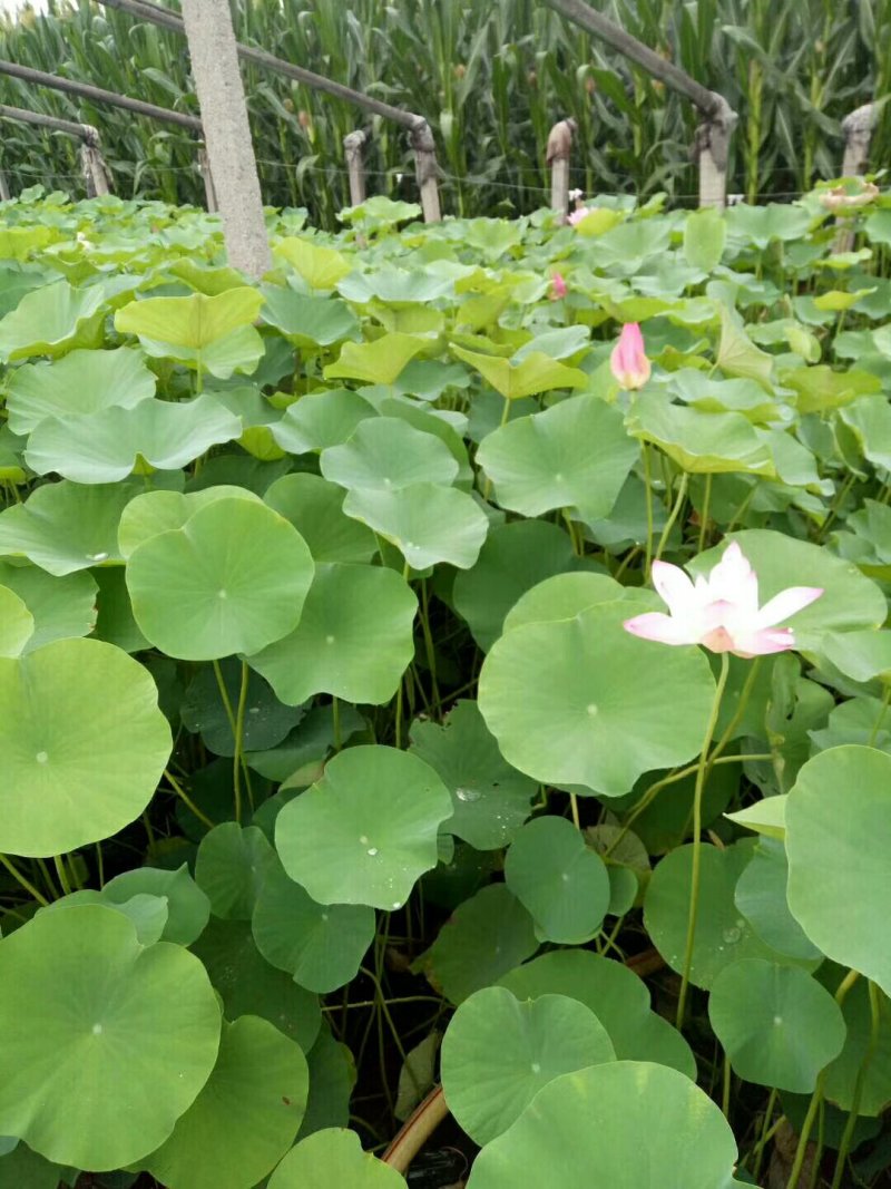 荷花盆栽荷花绿化工程苗基地直发带花发货成活率高