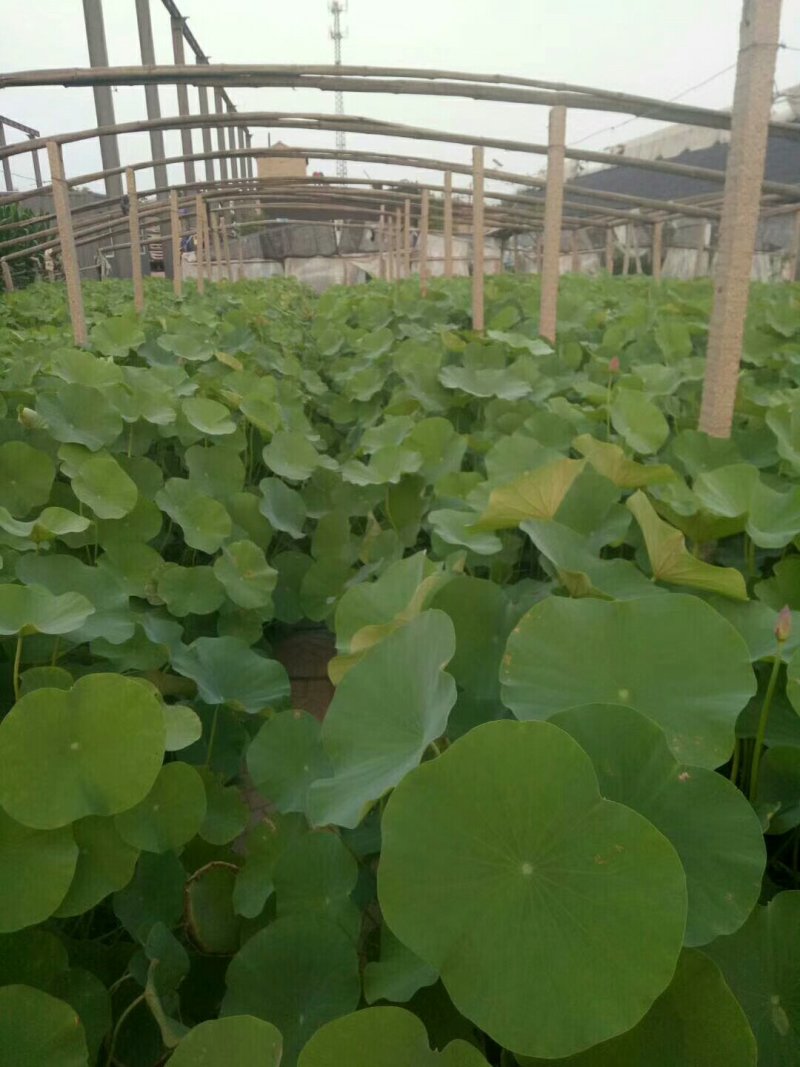 荷花盆栽荷花绿化工程苗基地直发带花发货成活率高