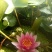 睡莲水生植物湿地滩涂湖泊河流绿化工程苗
