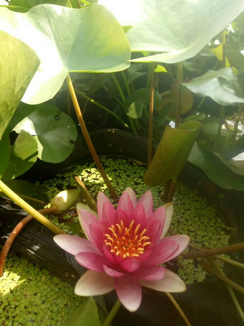 睡莲水生植物湿地滩涂湖泊河流绿化工程苗
