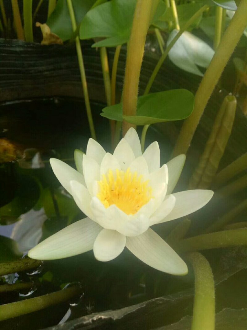 睡莲水生植物湿地滩涂湖泊河流绿化工程苗