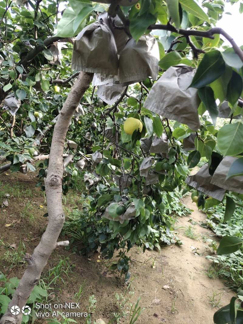 圆黄梨