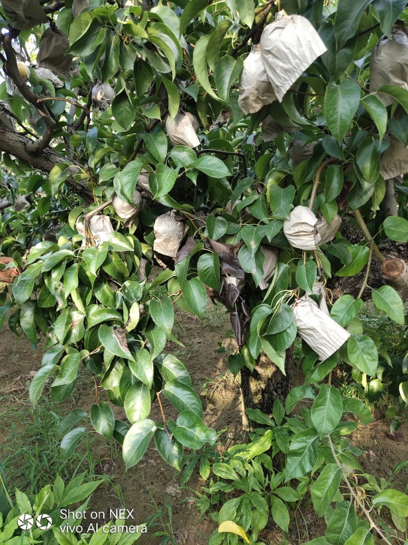 圆黄梨